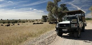 The Kgalagadi Transfrontier Park: What You Need to Know Kgalagadi Transfrontier Park safari