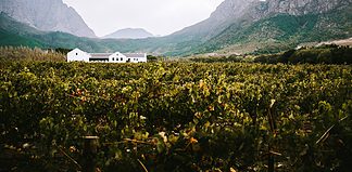 Reasons to Add the Franschhoek Wine Region to Your Cape Town Itinerary Franschhoek wine region