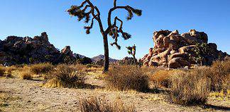 Best Hiking Trails in Southern California Hiking in Joshua Tree National Park, California, USA.