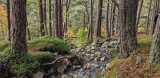 Sustainable Travel in Scotland: An Easy Guide Rewilding in Scotland
