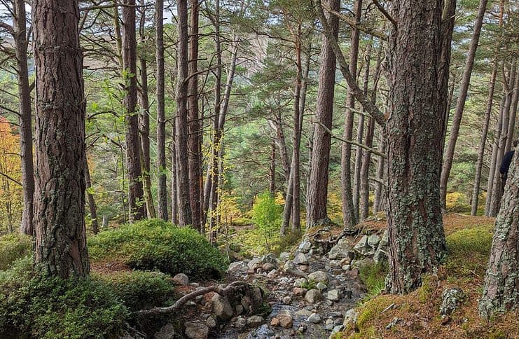 Sustainable Travel in Scotland: An Easy Guide Rewilding in Scotland