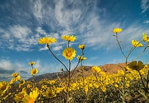 What are the Best National Parks to Visit in April? Death Valley National Park flowers
