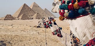 A Guide to Planning a Memorable Trip to Egypt Egyptian camels on a trip to Egypt