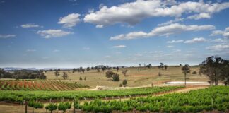 Down Under and Uncorked: Exploring Australian Wine and Travel Treasures Hunter Valley wine tour, NSW, Australia