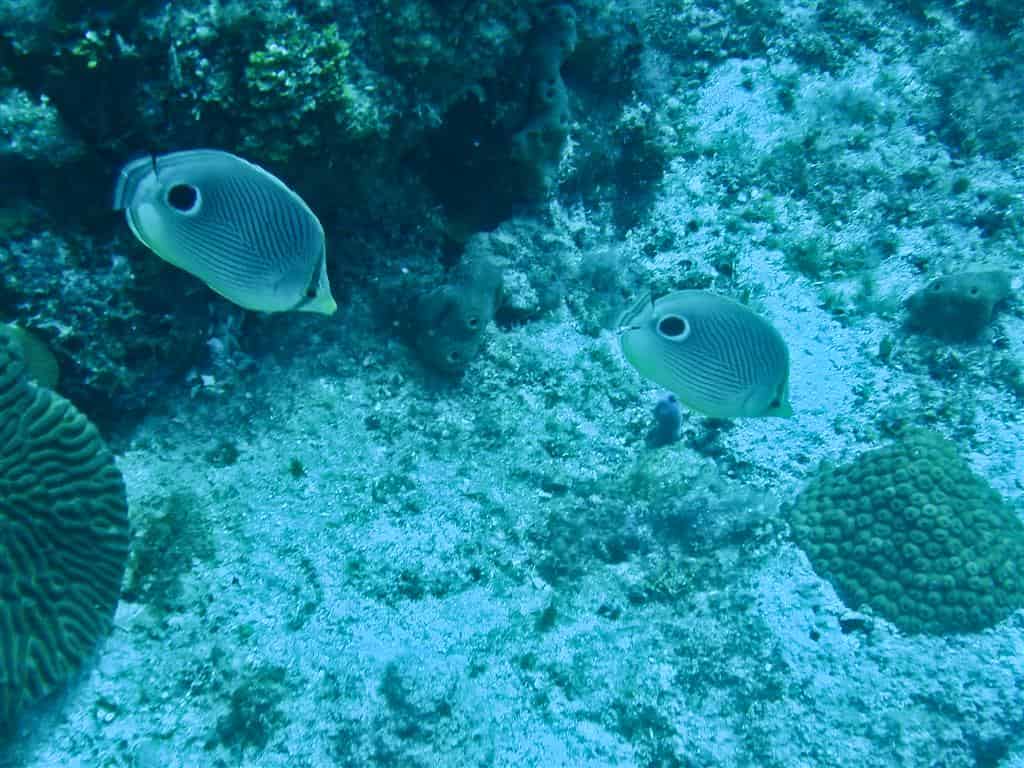 Diving in Punta Cana, Dominican Republic.