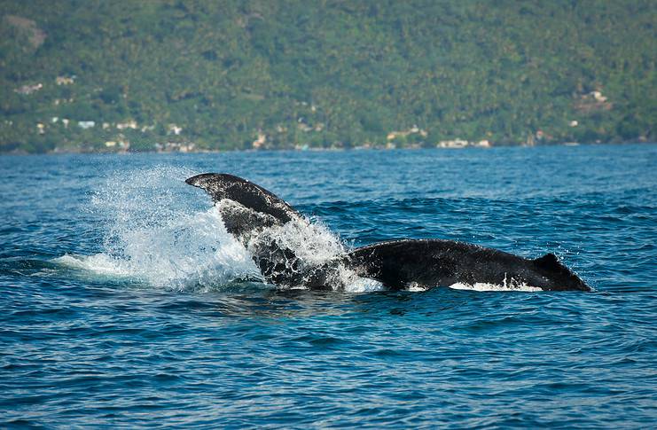 Punta Cana’s Best Excursions and Beaches Whale watching in the Dominican Republic.