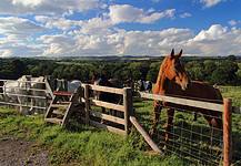 Top Destinations for Horse Riding in the UK Horses in the paddock in the United Kingdom.