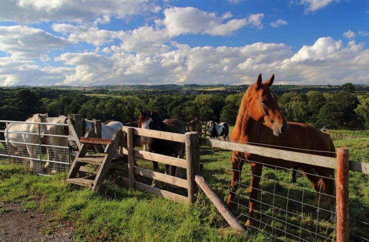 Top Destinations for Horse Riding in the UK Horses in the paddock in the United Kingdom.