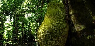 How to Visit a Spice Farm in Zanzibar, Tanzania Jackfruit biggest fruit in the world. Spice tour in Zanzibar, Tanzania.
