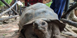 How to Visit Prison Island in Zanzibar Tortoise from close - Changuu - Prison Island near Zanzibar, Tanzania.