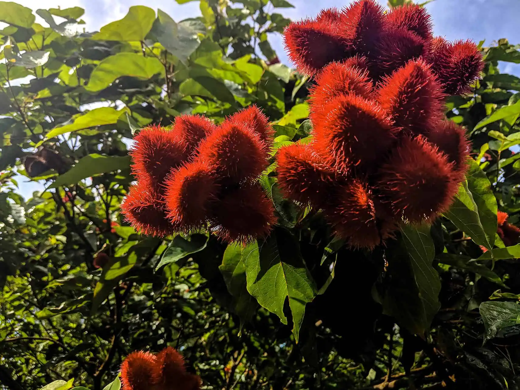 Lipstick fruit found at a spice farm in Zanzibar, Tanzania