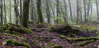 Hiking on the Mullerthal Trail in Luxembourg Misty Forest