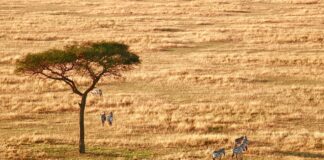 10 Things to Know About Serengeti National Park Serengeti National Park, Arusha, Tanzania