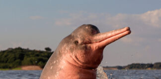 Where to See Pink Dolphins in the Amazon pink dolphin in amazon river