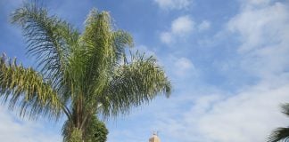 A Guide to the Best International Events in Marrakech Palm tree and mosque in Marrakech, Morocco.