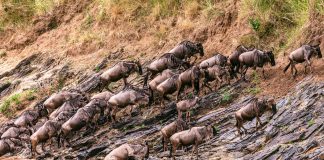 Tanzania vs. Kenya Safari: Which is the Best? Blue Wildebeests in the Maasai Mara.
