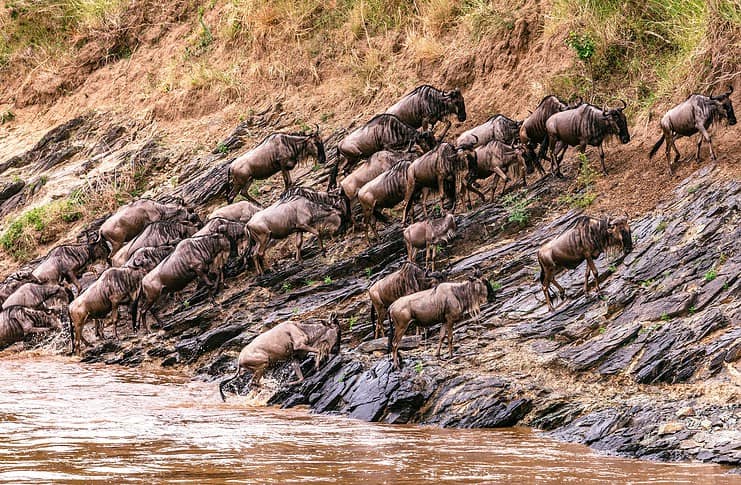 Tanzania vs. Kenya Safari: Which is the Best? Blue Wildebeests in the Maasai Mara.