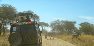 How to Get to Serengeti National Park From Arusha Exploring the Tarangire National Park in Tanzania