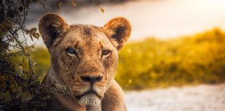 Best Time to Visit Serengeti National Park Female lion