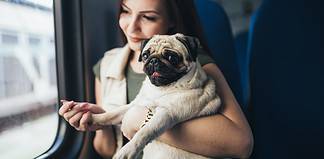 Travel Benefits of Having a Psychiatric Service Dog Travel with a psychiatric service dog.