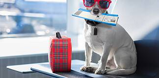 Top Tips for Traveling With Your Dog Travel with your dog.