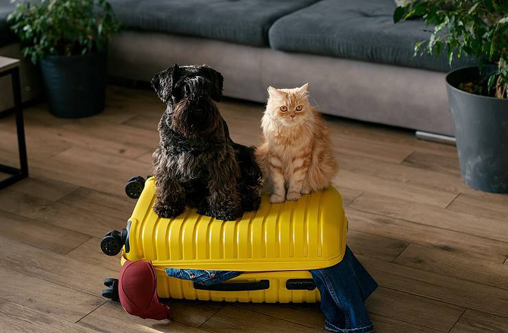 How to Find Pet-Friendly Accommodation Travel concept with funny dog and cat sitting on a suitcase.