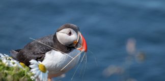 Discover a Little Bit of Everything on a British Isles Cruise Puffin collecting grass for the nest.