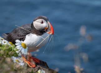 Discover a Little Bit of Everything on a British Isles Cruise Puffin collecting grass for the nest.