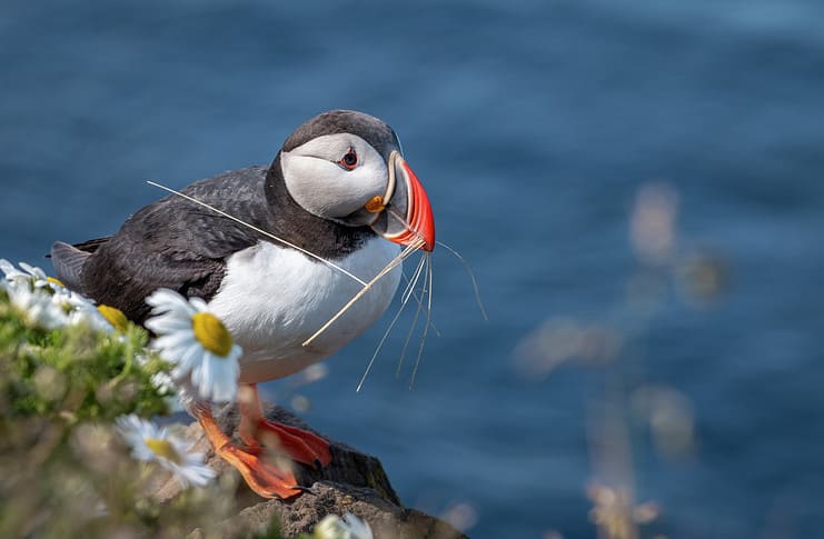 Discover a Little Bit of Everything on a British Isles Cruise Puffin collecting grass for the nest.