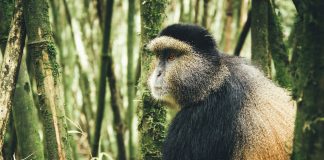 Golden Monkey and Chimpanzee Trekking in Uganda Golden Monkey Trekking in Uganda