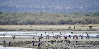 Top Five National Parks in Tanzania to Visit Lake Manyara National Park, Arusha, Tanzania