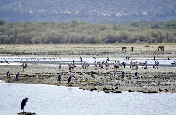 Top Five National Parks in Tanzania to Visit Lake Manyara National Park, Arusha, Tanzania