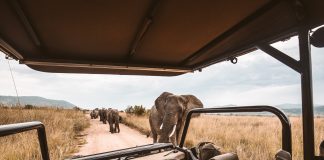 How Much Does a Uganda Safari Cost? How Much Does a Uganda Safari Cost?