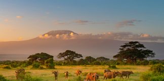 How to Plan a Budget Safari in Tanzania Mount Killimanjaro in Morning light, Amboseli, Kenya