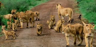 Things to Do in Queen Elizabeth National Park Family of lions in the Queen Elizabeth National Park in Uganda.
