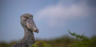 Best Places for Bird Watching in Uganda Birdwatching in Uganda, the Shoebill Stork