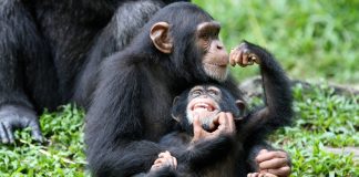 A Guide to Visiting Kibale Forest National Park Two Chimpanzee kids in the Kibale Forest National Park, Uganda.