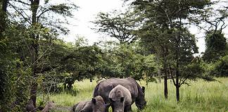 Tips for Planning a Safari in Uganda Rhinos in Uganda