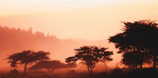 8 Days in Rwanda Itinerary: Trekking, Tea Plantations, and Gorilla Conservation Golden hour sunset close to Kigali, Rwanda.
