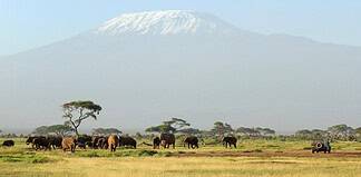 10 Reasons a Tanzanian Safari Should be on Your Bucket List Elephants on the Tanzanian savannah.