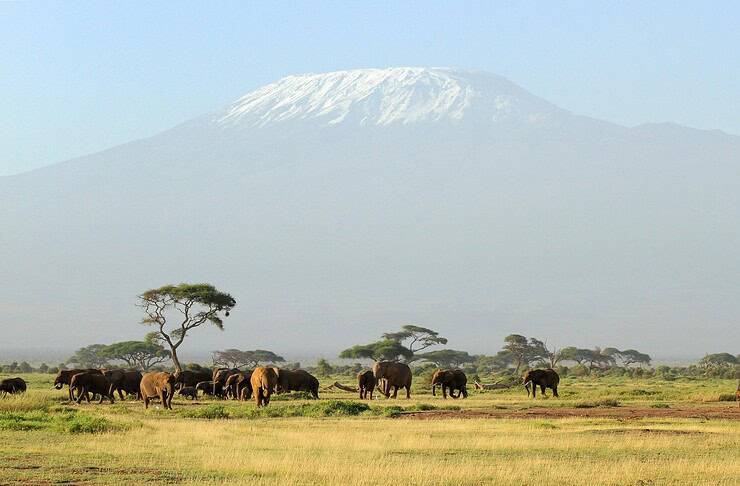 Why a Tanzania Safari Stays With You Long After the Dust Settles Elephants on the Tanzanian savannah.