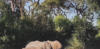 Discover the Rhinos of Mosi-oa-Tunya National Park Rhinos in Zambia