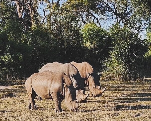 Discover the Rhinos of Mosi-oa-Tunya National Park Rhinos in Zambia