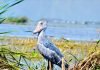 Activities in Semuliki National Park Shoebill in the Semuliki National Park, Uganda.