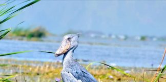 Activities in Semuliki National Park Shoebill in the Semuliki National Park, Uganda.