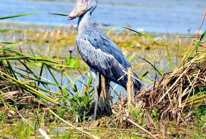 Activities in Semuliki National Park Shoebill in the Semuliki National Park, Uganda.