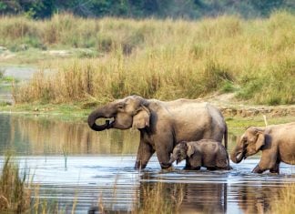 Volunteer with Elephants in Nepal: A Volunteer’s Perspective Asian elephant in Chitwan Nepal.