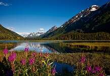 Packing Tips: What to Bring for Alaska Flowers at a lake in the Chugach National Forest in Alaska, USA.