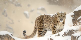 Tracking Snow Leopards in Nepal: A Complete Guide Snow Leopard in the mountains in Nepal.