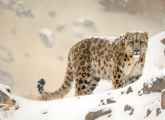 Tracking Snow Leopards in Nepal: A Complete Guide Snow Leopard in the mountains in Nepal.